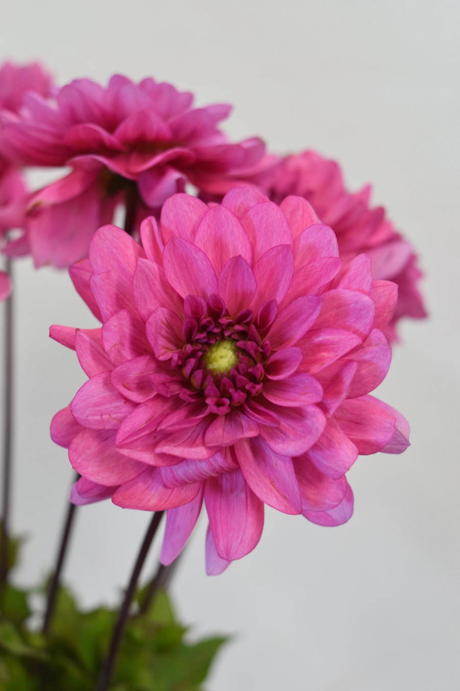 dalia